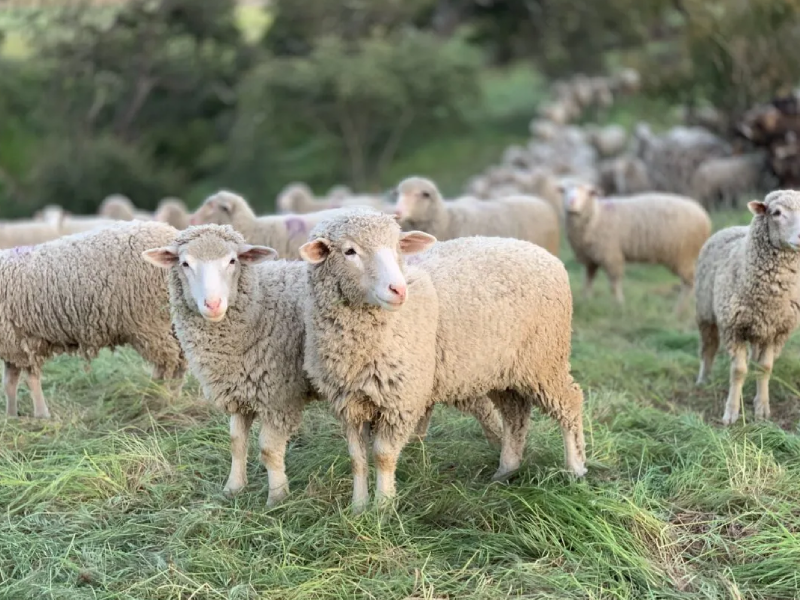Sheep