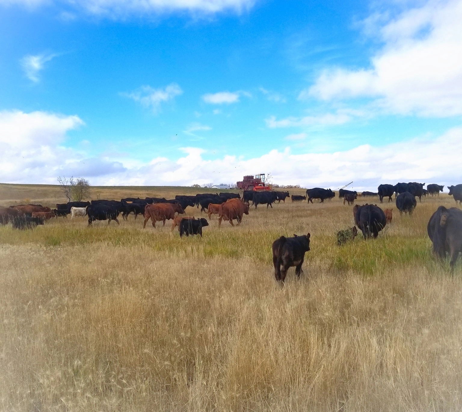 cattle grazing in a field